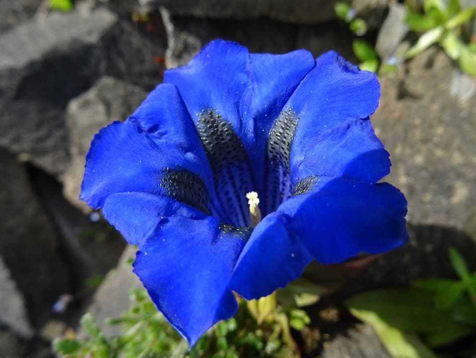 Unter den ca. 400 Enzian-Arten sieht man den stängellosen Enzian (Foto) oft. Kein Wunder, diese Blume ist schliesslich eine elegante Schönheit. (Bild: Agnes Scharfenberger)