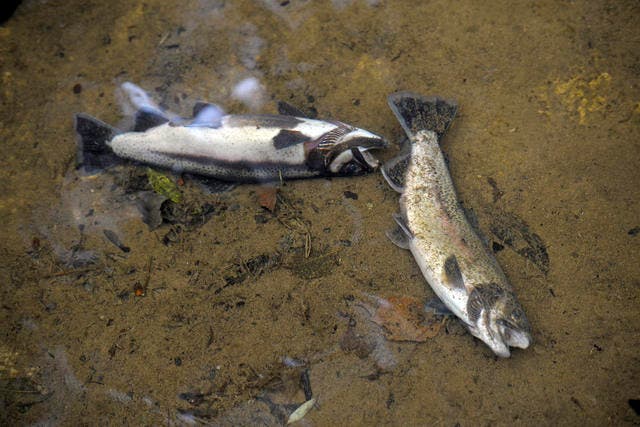 Tote Fische in einem Bach. (Archivbild Neue LZ)