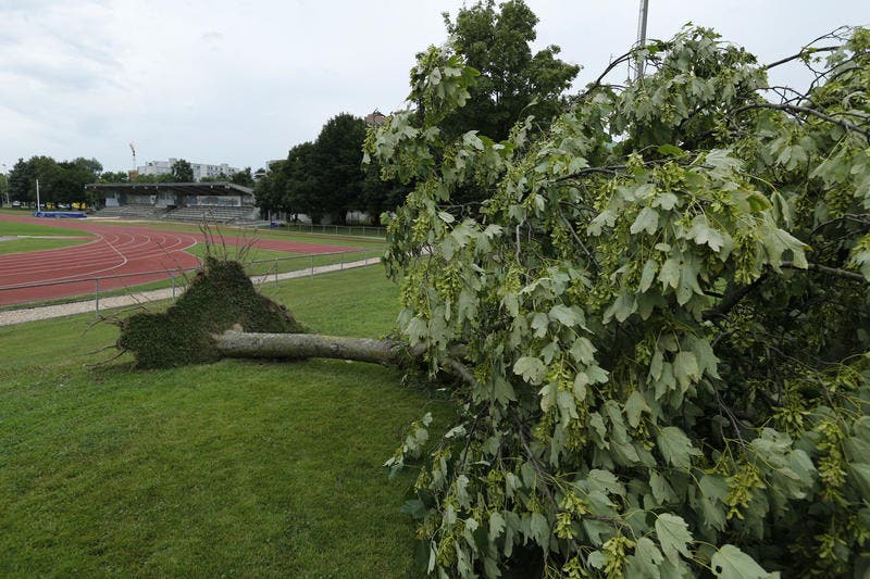 Im Leichtathletikstadion Herti Allmend wurde ein Baum samt Wurzel aus dem Boden gerissen. (Bild: Stefan Kaiser / Neue ZZ)