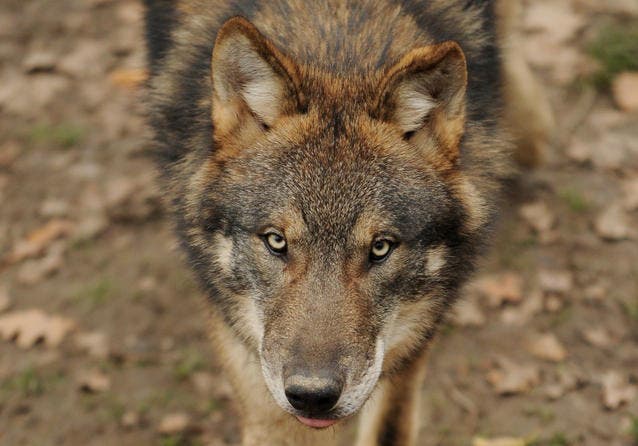Ein Wolf im Tierpark Goldau. (Bild Boris Bürgisser/Neue LZ)