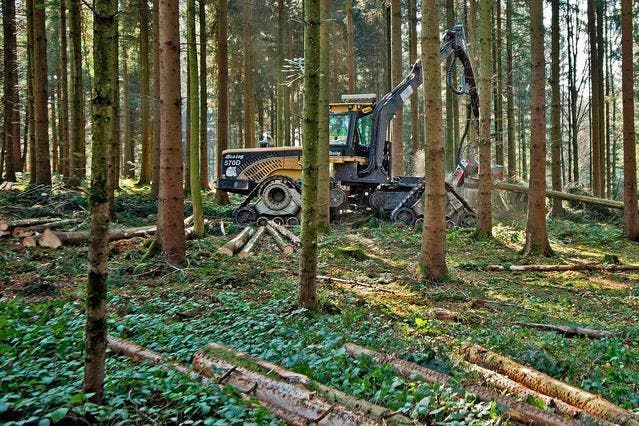 Waldarbeiten mit einer Holz-Erntemaschine im Sädelwald in Luzern. (Bild: Pius Amrein / Neue LZ)