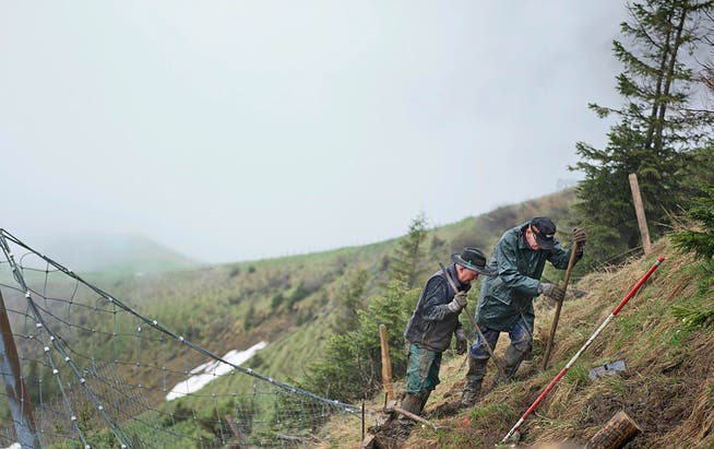 Freiwillige des Bergwaldprojekts pflanzen Tannen zur Sanierung der Lawinenverbauung auf dem Alpoglerberg ob Giswil im vergangenen Juni. (Bild Corinne Glanzmann)