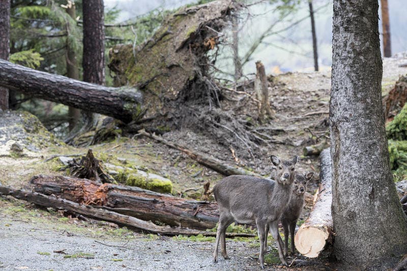 Umgestürzte Bäume im Tierpark Goldau. (Bild: Urs Flüeler / Keystone)