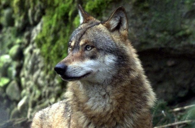 Ein Wolf im Tierpark Goldau. (Bild Adrian Stähli/Neue LZ)