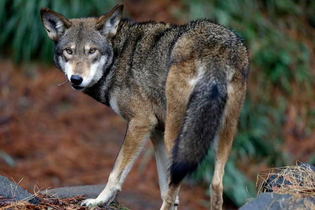 VORSTOSS: SVP Will Dem Wolf Nicht Mehr Länger «tatenlos» Zusehen