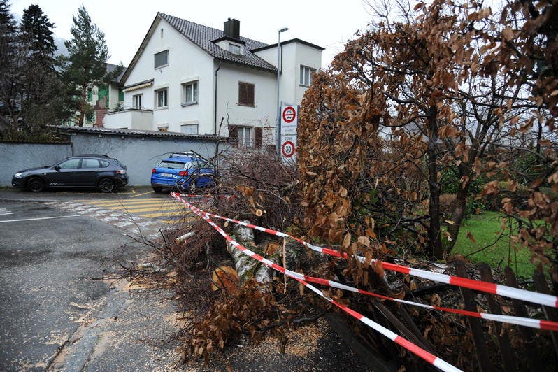 Umgestürzter Baum an der Bahnhofstrasse in Altdorf. (Bild: Urs Hanhart)