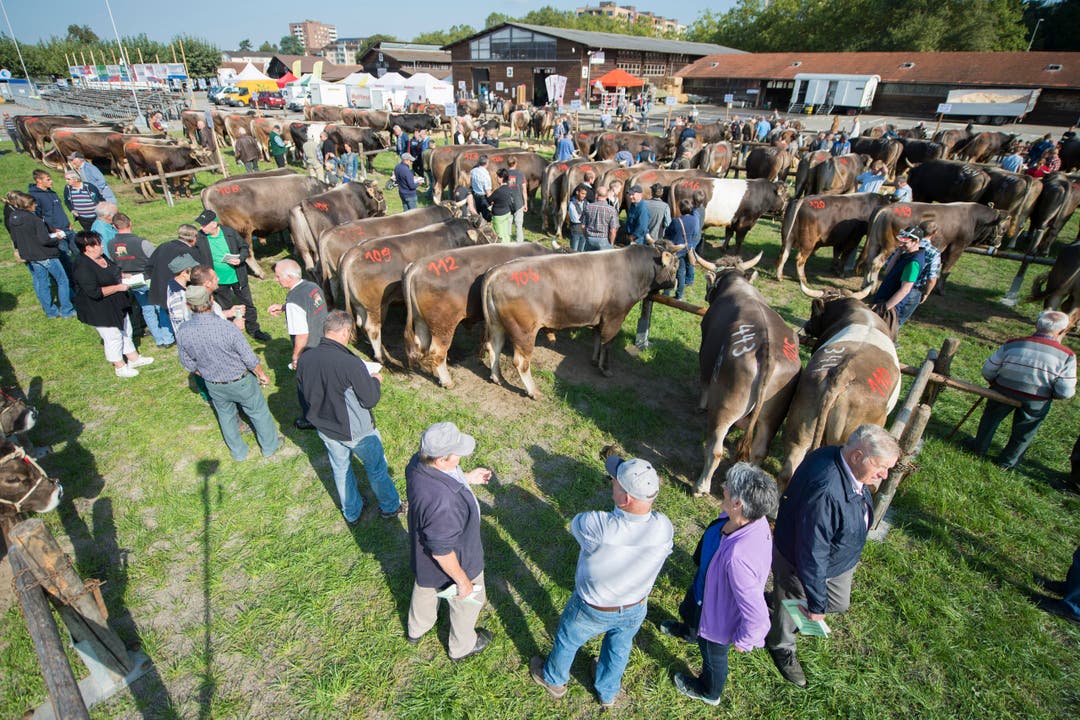 Bei Prachtswetter sind am Mittwoch 250 Stiere auf dem Stierenmarktareal vorgeführt worden. (Bild: Keystone / Urs Flüeler)
