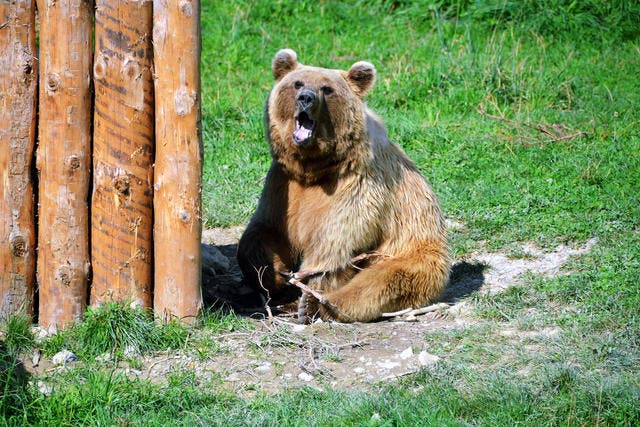 Tierpark Goldau: Der Tierschutz lobt das Bärengehege. (Bild: Archi Andrea Schelbert / Neue SZ)