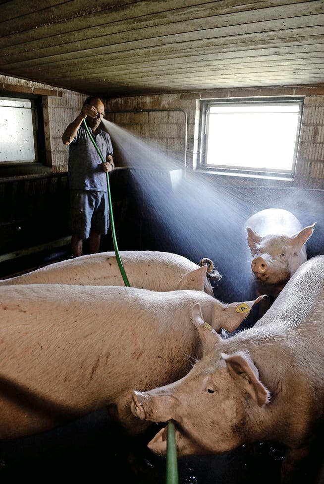 Bauer Kurt Helfenstein aus Sempach duscht seine Schweine, um sie abzukühlen. (Bild Nadia Schärli)