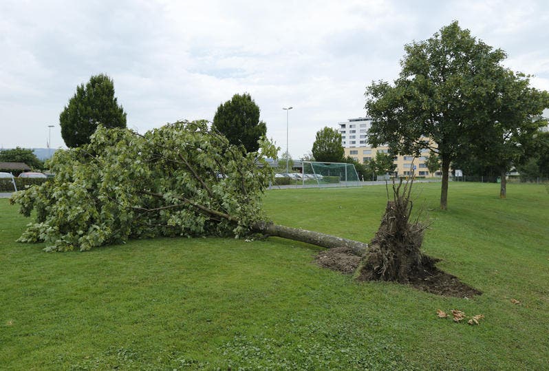 Im Leichtathletikstadion Herti Allmend in Zug wurde ein Baum samt Wurzel aus dem Boden gerissen. (Bild: Stefan Kaiser / Neue ZZ)