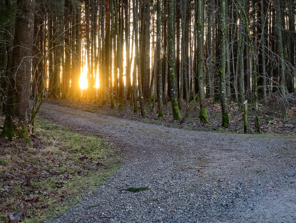 Sonnenuntergang im dichten Erlenwald. (Bild: Hubert Zurbuchen)