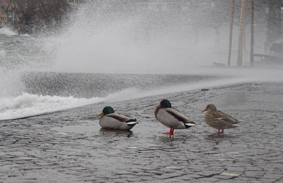 Die Enten am Zugersee scheinen sich zu überlegen, ob sie bei diesem Wetter wirklich noch ein Bad nehmen wollen. (Bild: Leser Heiri Süess)