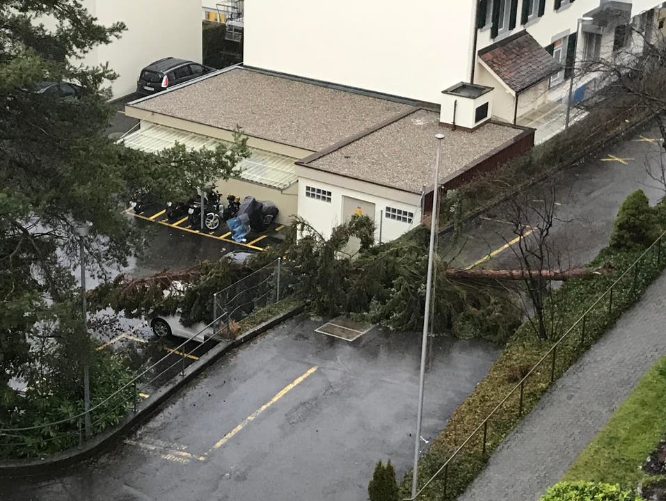 Umgestürzter Baum im Maihofquartier. (Bild: Oliver Marx)