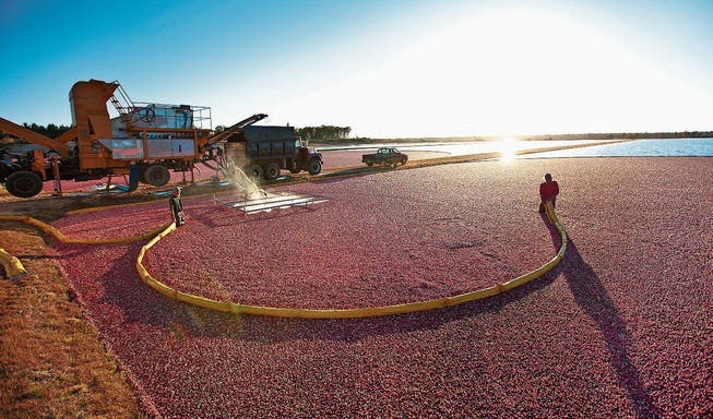 Seit Cranberrys zu Superfood deklariert wurden, machen amerikanische Bauern damit gute Geschäfte. Um die Beeren effizient zu ernten, fluten sie ihre Felder mit Wasser und saugen die Früchte direkt in riesige Tanks. (Bild: Yin Yang/Getty)