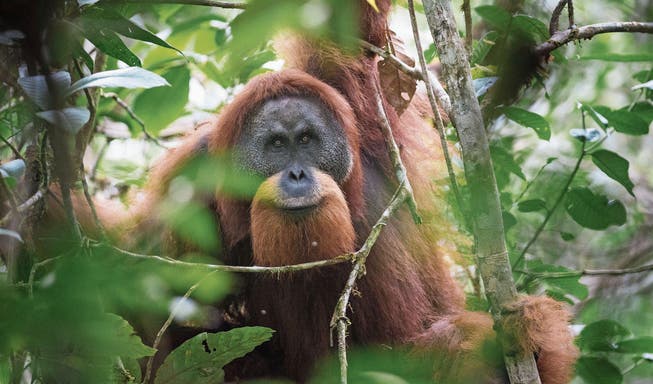 Zu 97 Prozent die gleichen Gene wie der Mensch: der neu entdeckte Tapanuli-Orang-Utan. (Bild: Andrew Walmsley)