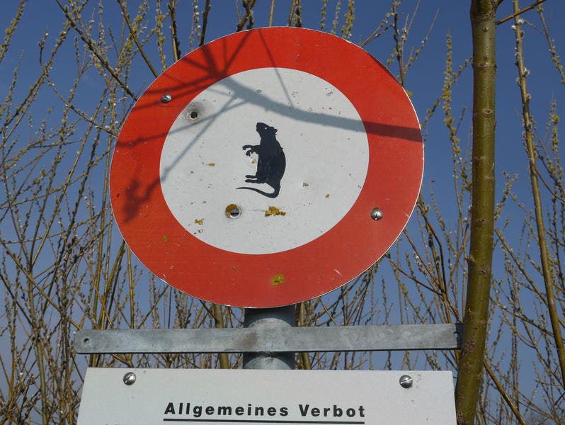 Der Mäuseplage im Frühjahr ist mit diesem Verbotsschild in Nunwil der Kampf angesagt.