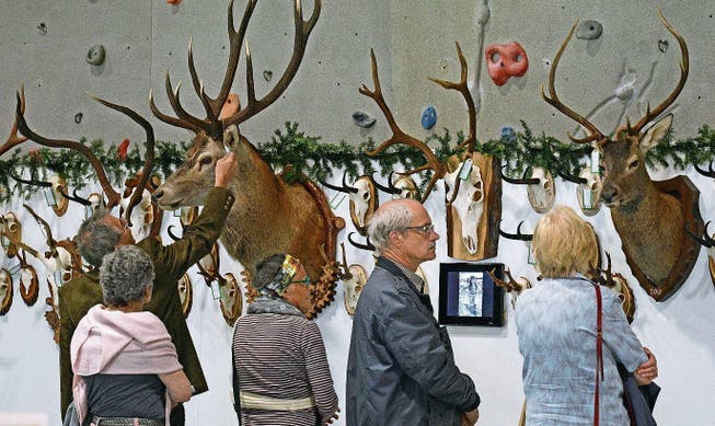 Die Besucher inspizieren die ausgestellten Trophäen. (Bild: Beat Christen (Engelberg, 8. April 2017))