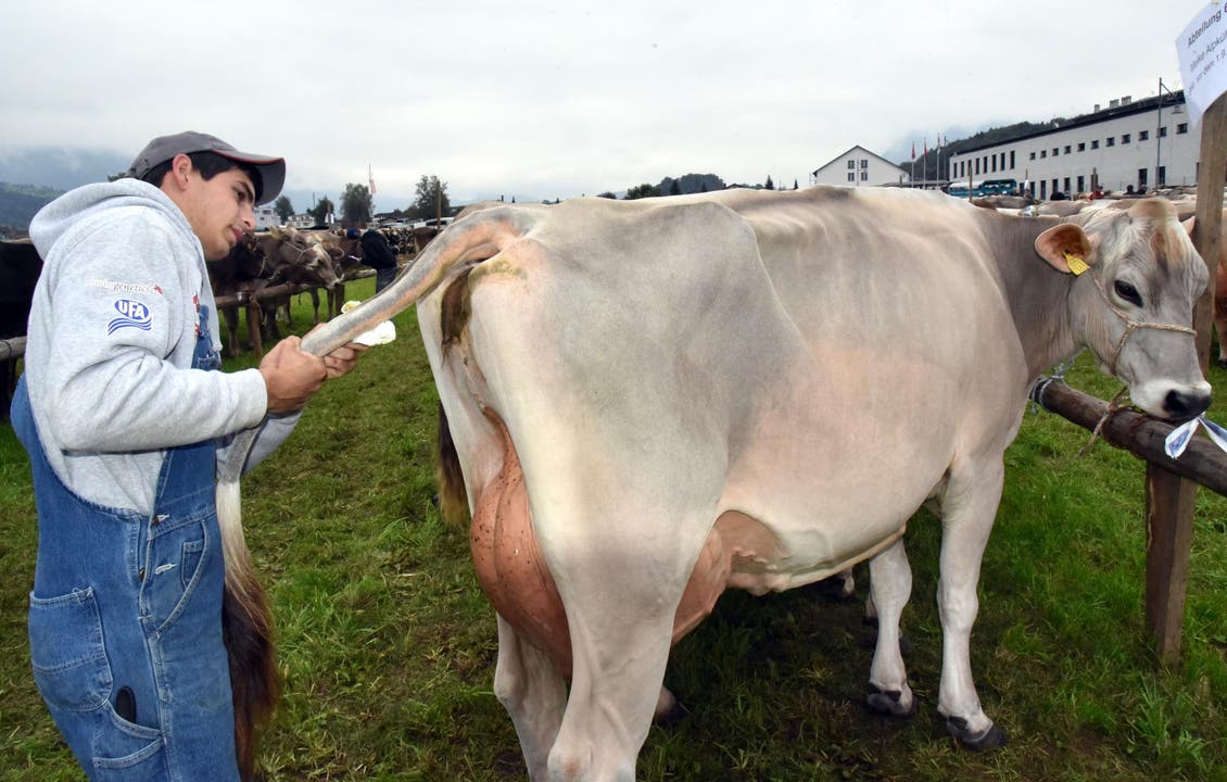 Jungbauer Noldi Durrer aus Kerns putzt seine Kuh nochmals, bevor der Richter sie begutachtet. (Bild: Romano Cuonz)