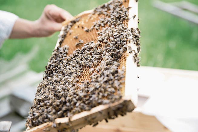 Bis zu dreizehn Bienenvölker sollten mit der Zeit auf dem Bürgenstock heimisch werden. (Bild: Manuela Jans (Luzern, 23. Juli 2015))