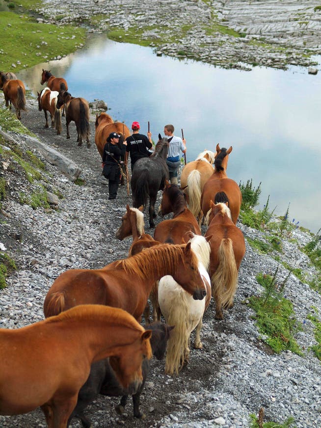 Nach dem «Alpsummer»: Abfahrt mit den Pferden beim Blindseeli. (Bild: PD)