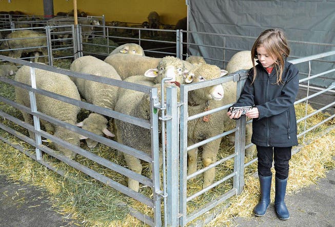 Fabiana zeigt den Schafen die Ergebnisse des Fotoshootings. (Bild: Paul Küchler (Sachseln, 17. März 2018))