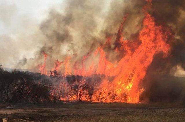 Den Buschbränden fielen bisher 90'000 Hektaren Land zum Opfer. (Bild: EPA / Kate Sainty)