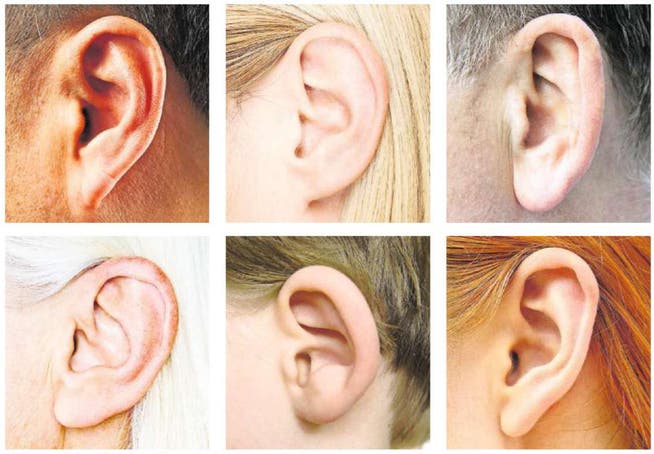 Nicht nur optisch von Bedeutung: die verschiedenen Formen des Ohres. (Bilder: Getty)