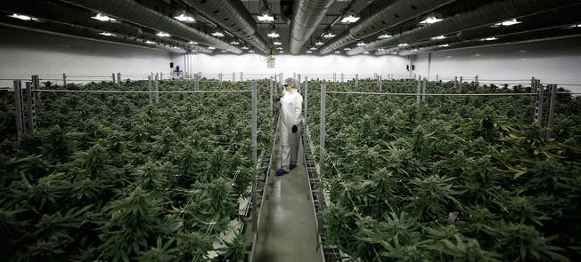 Eine Mitarbeiterin im Schutzanzug läuft durch eine der rund 30 Hallen, in denen Cannabis gezüchtet wird. In Kanada steht eine Zeitenwende an. (Bild: Chris Wattie/Reuters (Smiths Falls, 4. Januar 2018))