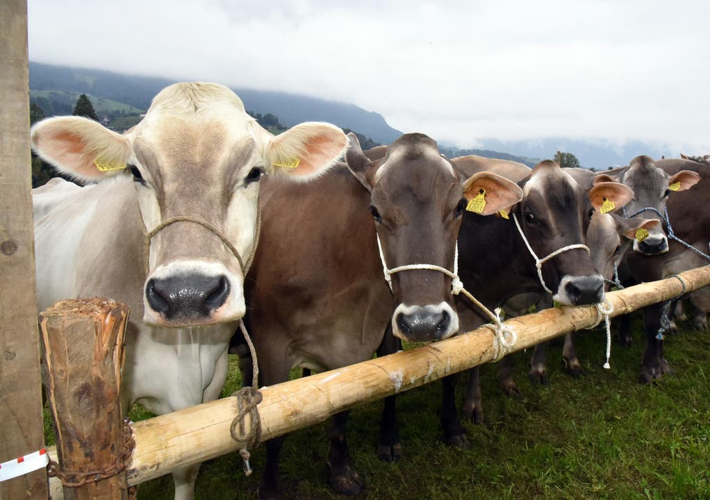 Obwaldner Kühe gehören zu den schönsten Kühen der Schweiz, und darauf scheinen sie stolz zu sein. (Bild: Romano Cuonz)
