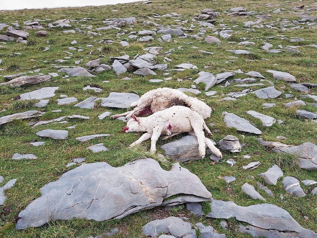Auf der Alp Hohmad wurden Ende August neun Schafe gerissen. (Bild: PD)