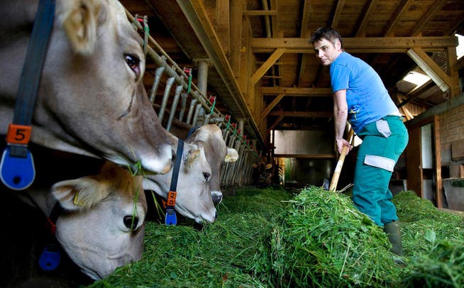 Hat die Büroklamotten mit der Stallkluft getauscht: Lucia Omlin beim Füttern ihrer Tiere. (Bild Corinne Glanzmann)
