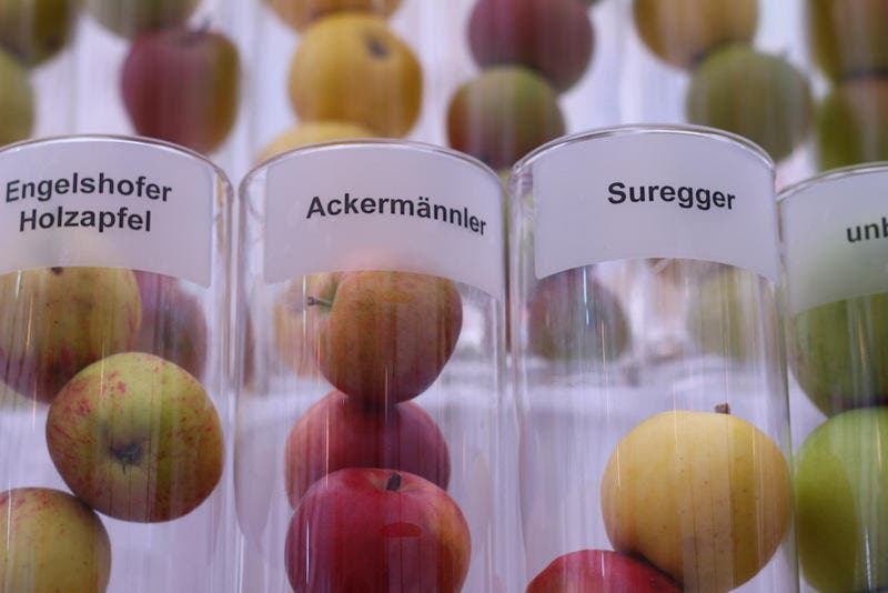 Verschiedene Apfelsorten an der Olma. (Bild: Franziska Hörler)