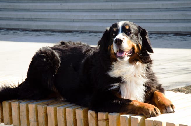Berner Sennenhunde wie der totgetretene Chicco gehören zu den beliebtesten Hunden der Schweiz. (Bild: Archiv/Fotolia (Symbolbild))