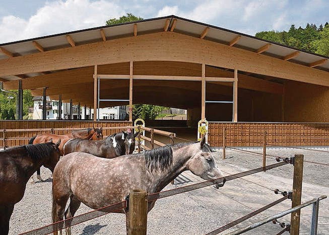 Die Pferde vor der neugebauten Reithalle des Stalls Ahorn. (Bild: Tim Wirth)