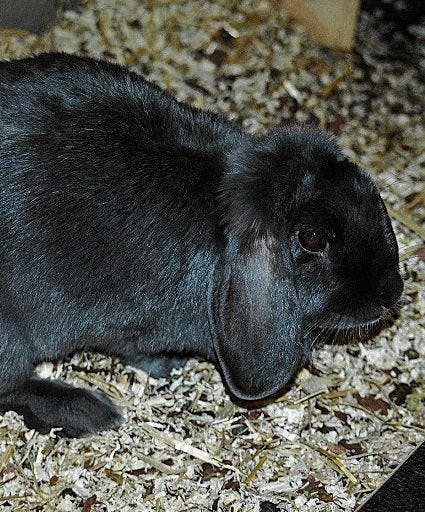 Angelina, Zwergwidder-Kaninchen, sucht auf Frühling einen Platz in einem Aussengehege.