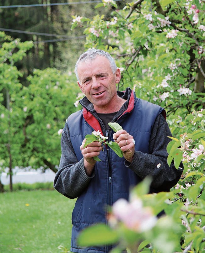 «Ich kann noch lachen», sagt Ivo Sager, obschon viele Blüten Schäden davontrugen. (Bilder: Noemi Heule)