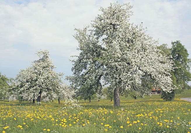 Hochstamm-Obstbäume, wie hier im Gebiet Horchental in Mörschwil, prägen noch in einigen Gemeinden der Region St. Gallen die Landschaft. (Archivbild: Corinne Allenspach)