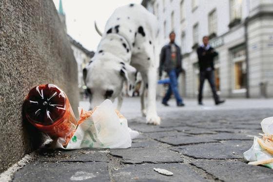 Hunde davon abzuhalten, etwas zu fressen, das auf dem Boden liegt, ist fast unmöglich. (Archivbild: Urs Bucher)