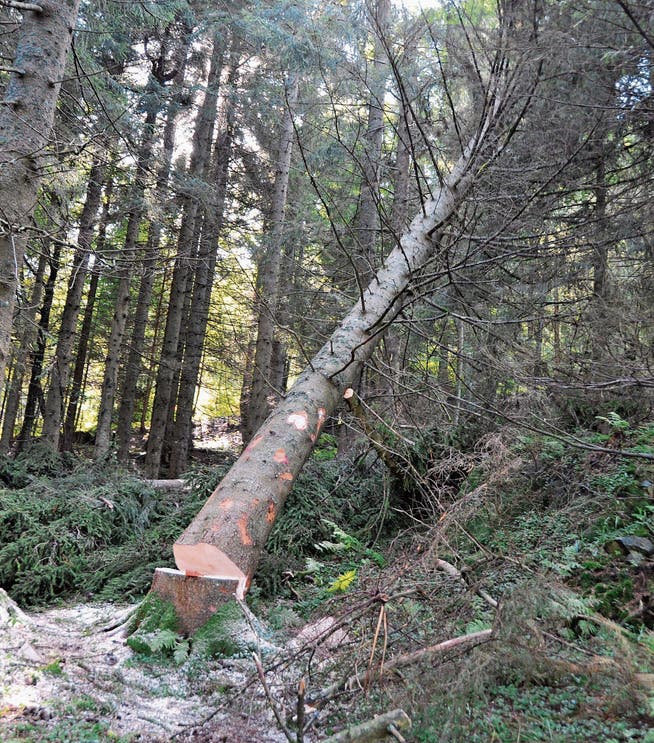 Der Baum fällt: Diese Massnahme hilft dem Wald, das Holz wird genutzt. (Bilder: Sabine Schmid)