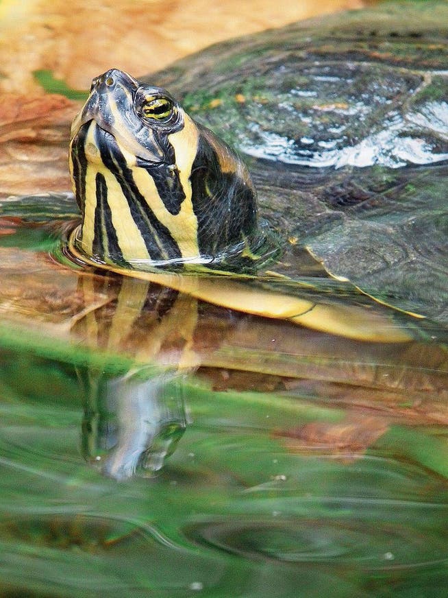 Beliebtes Importgut: Eine Gelbwangenschildkröte, die ursprünglich aus Nordamerika stammt. (Bild: PD)