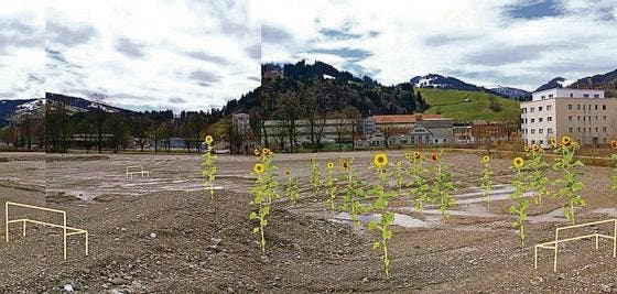 So wie auf dieser Bildmontage könnte das Sonnenblumenfeld im Sommer dieses Jahres auf dem Rietwis-Areal blühen. (Bild: Bildmontage: pd/Herbert Weber)