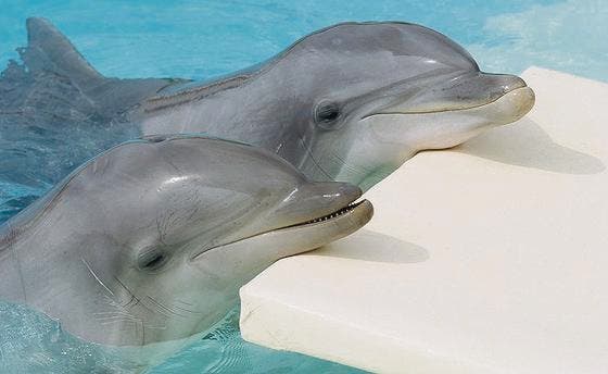 Zwei Delphine starben im vergangenen November im Connyland. (Archivbild: Reto Martin)