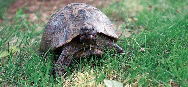 Schildkröten werden von ihren Besitzern oft irgendwo in der Natur ausgesetzt. (Symbolbild: Archiv)