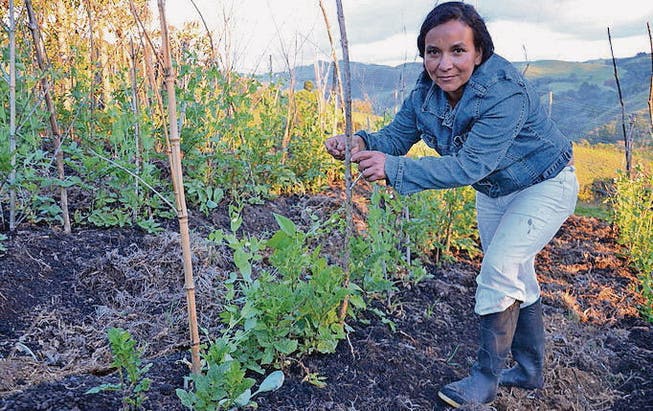 Fastenopfer fördert die ökologische Landwirtschaft in Kolumbien. (Bild: pd)