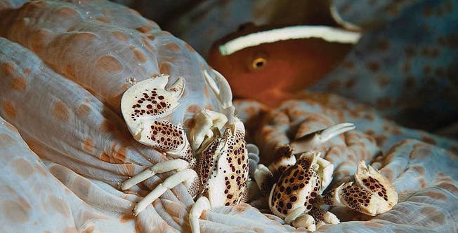 Krebse, Fische und Co.: Am Unterwasser-Festival in Gossau gibt es für die Besucher einiges zu erfahren. (Bild: pd)