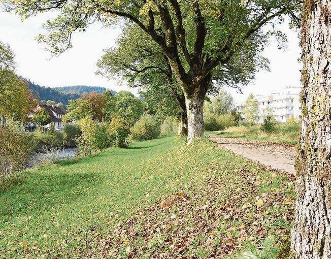 Viele Bäume entlang der Thur in Wattwil werden wegen der Thursanierung gefällt. (Bild: Urs M. Hemm)