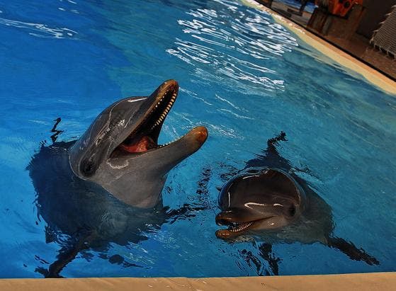 Noch sind sie die Attraktion im Connyland: Zwei Delphine schwimmen in der Lagune des Thurgauer Freizeitparks. (Bild: Daniela Ebinger)