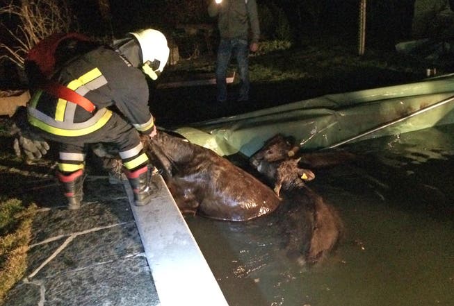 Von der Feuerwehr gerettet: Der Sprung in den Pool ging für die Kühe glimpflich aus. (Bild: Kapo TG)