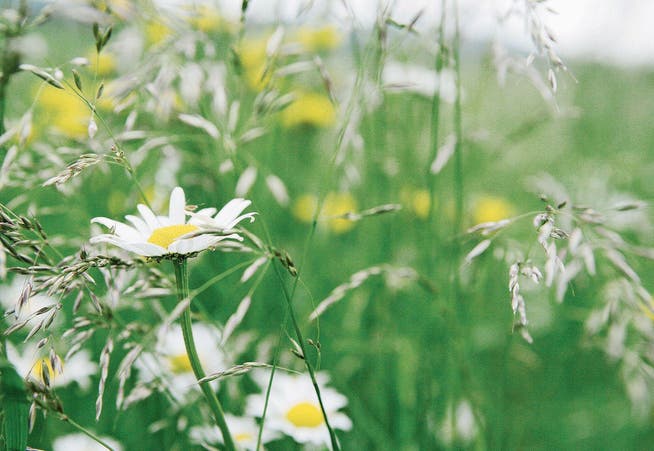 Die Artenvielfalt im Botsberger Riet soll weiter erhöht werden. Bereits im Frühjahr will die Stiftung Naturschutzreservate Flawil und Umgebung auf weiteren Flächen Wildblumen aussäen. (Archivbild: Reto Martin)