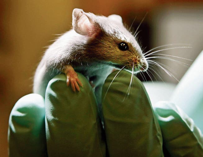 72 Prozent der Tiere für die Versuche in den Laboren sind Mäuse oder Ratten. (Bild: Robert F. Bukaty/AP)